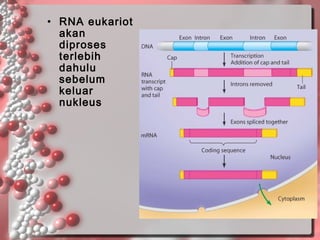 • RNA eukariot
akan
diproses
terlebih
dahulu
sebelum
keluar
nukleus

 