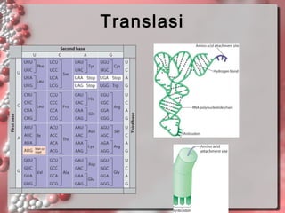 Translasi

 