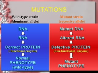 MUTATIONS
Wild-type strain
(dominant allele)

Mutant strain
(recessive allele)

DNA

Mutant DNA

RNA

Altered RNA

Correct PROTEIN

Defective PROTEIN

Normal
PHENOTYPE
(wild-type)

Mutant
PHENOTYPE

( functional enzyme)

(non-functional enzyme)

 