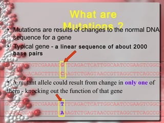 •

What are
Mutations ?
Mutations are results of changes to the normal DNA

sequence for a gene
• Typical gene - a linear sequence of about 2000
base pairs

AGCCGTGCTGTCGAAAACGTTCAGACTCATTGGCAATCCGAAGTCGGCA
TCGGCACGACAGCTTTTGCAAGTCTGAGTAACCGTTAGGCTTCAGCCGT

• A mutant allele could result from change in only one of
them - knocking out the function of that gene
AGCCGTGCTGTCGAAAACTTTCAGACTCATTGGCAATCCGAAGTCGGCA
TCGGCACGACAGCTTTTGAAAGTCTGAGTAACCGTTAGGCTTCAGCCGT

 
