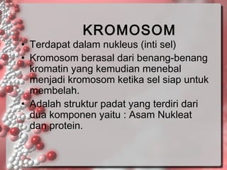 KROMOSOM

• Terdapat dalam nukleus (inti sel)
• Kromosom berasal dari benang-benang
kromatin yang kemudian menebal
menjadi kromosom ketika sel siap untuk
membelah.
• Adalah struktur padat yang terdiri dari
dua komponen yaitu : Asam Nukleat
dan protein.

 