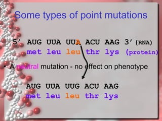 Some types of point mutations
5’ AUG UUA UUA ACU AAG 3’(RNA)
met leu leu thr lys (protein)
• A neutral mutation - no effect on phenotype

AUG UUA UUG ACU AAG
met leu leu thr lys

 