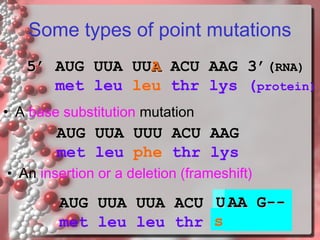 Some types of point mutations
5’ AUG UUA UUA ACU AAG 3’(RNA)
met leu leu thr lys (protein)
• A base substitution mutation

AUG UUA UUU ACU AAG
met leu phe thr lys
• An insertion or a deletion (frameshift)

U AA
AUG UUA UUA ACU AAG G-stop
met leu leu thr lys

 