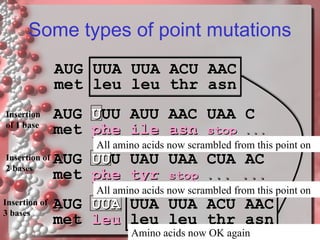 Some types of point mutations
AUG UUA UUA ACU AAC
met leu leu thr asn
Insertion
of 1 base

AUG UUU AUU AAC UAA C
met phe ile asn stop ...

All amino acids now scrambled from this point on

Insertion of
2 bases

AUG UUU UAU UAA CUA AC
met phe tyr stop ... ...

All amino acids now scrambled from this point on

Insertion of
3 bases

AUG UUA UUA UUA ACU AAC
met leu leu leu thr asn
Amino acids now OK again

 