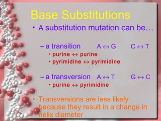 Base Substitutions

• A substitution mutation can be…
– a transition

A↔G

C↔T

– a transversion A ↔ T

G↔C

• purine ↔ purine
• pyrimidine ↔ pyrimidine

• purine ↔ pyrimidine

• Transversions are less likely
because they result in a change in
helix diameter

 
