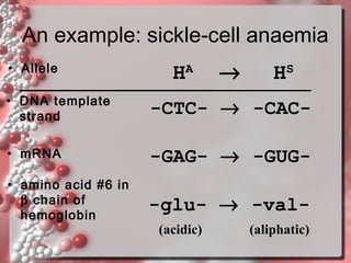 An example: sickle-cell anaemia
• Allele

HA

→

HS

• DNA template
strand

-CTC- → -CAC-

• mRNA

-GAG- → -GUG-

• amino acid #6 in
β chain of
hemoglobin

-glu- → -val(acidic)

(aliphatic)

 