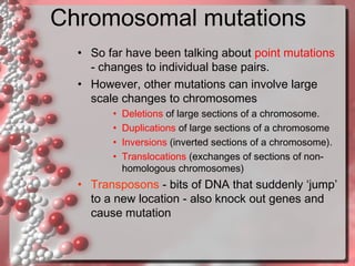 Chromosomal mutations
• So far have been talking about point mutations
- changes to individual base pairs.
• However, other mutations can involve large
scale changes to chromosomes
•
•
•
•

Deletions of large sections of a chromosome.
Duplications of large sections of a chromosome
Inversions (inverted sections of a chromosome).
Translocations (exchanges of sections of nonhomologous chromosomes)

• Transposons - bits of DNA that suddenly ‘jump’
to a new location - also knock out genes and
cause mutation

 