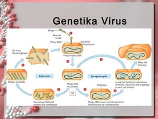 Genetika Virus

 
