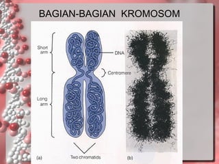 BAGIAN-BAGIAN KROMOSOM

 