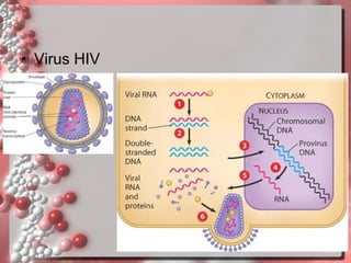 • Virus HIV

 