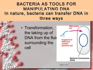 BACTERIA AS TOOLS FOR
MANIPULATING DNA
In nature, bacteria can transfer DNA in
three ways
• Transformation,
the taking up of
DNA from the fluid
surrounding the
cell

DNA enters
cell

Fragment of
DNA from
another
bacterial cell

Bacterial chromosome
(DNA)
Figure 12.1A

 
