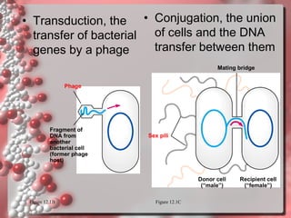 • Transduction, the • Conjugation, the union
transfer of bacterial of cells and the DNA
transfer between them
genes by a phage
Mating bridge
Phage

Fragment of
DNA from
another
bacterial cell
(former phage
host)

Sex pili

Donor cell
(“male”)
Figure 12.1B

Figure 12.1C

Recipient cell
(“female”)

 