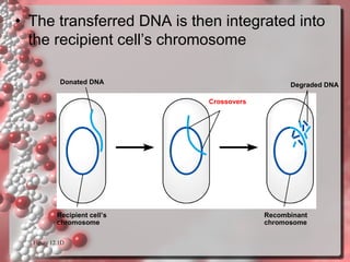 • The transferred DNA is then integrated into
the recipient cell’s chromosome
Donated DNA

Degraded DNA
Crossovers

Recipient cell’s
chromosome
Figure 12.1D

Recombinant
chromosome

 