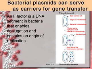Bacterial plasmids can serve
as carriers for gene transfer
F factor (integrated)

• An F factor is a DNA
segment in bacteria
that enables
conjugation and
contains an origin of
replication

Male (donor) cell
Origin of F replication
Bacterial chromosome
F factor starts
replication and
transfer of chromosome
Recipient cell

Only part of the
chromosome transfers

Figure 12.2A

Recombination can occur

 