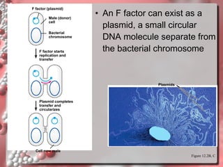 F factor (plasmid)
Male (donor)
cell
Bacterial
chromosome

F factor starts
replication and
transfer

• An F factor can exist as a
plasmid, a small circular
DNA molecule separate from
the bacterial chromosome

Plasmids

Plasmid completes
transfer and
circularizes

Cell now male
Figure 12.2B, C

 