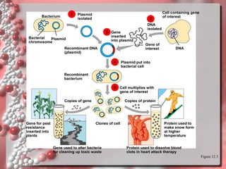 1

Bacterium

Plasmid
isolated

2
3 Gene

Cell containing gene
of interest

DNA
isolated

inserted
into plasmid

Bacterial
Plasmid
chromosome

Gene of
interest

Recombinant DNA
(plasmid)

4

DNA

Plasmid put into
bacterial cell

Recombinant
bacterium

5 Cell multiplies with
gene of interest

Copies of gene

Gene for pest
resistance
inserted into
plants

Copies of protein

Clones of cell

Gene used to alter bacteria
for cleaning up toxic waste

Protein used to
make snow form
at higher
temperature
Protein used to dissolve blood
clots in heart attack therapy
Figure 12.3

 