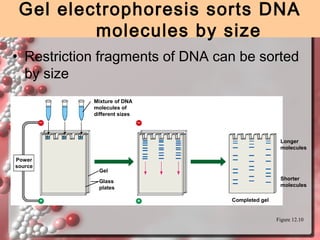 Gel electrophoresis sorts DNA
molecules by size
• Restriction fragments of DNA can be sorted
by size
Mixture of DNA
molecules of
different sizes

Longer
molecules
Power
source

Gel
Shorter
molecules

Glass
plates
Completed gel

Figure 12.10

 