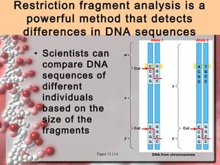 Restriction fragment analysis is a
powerful method that detects
differences in DNA sequences
Allele 1

• Scientists can
compare DNA
sequences of
different
individuals
based on the
size of the
fragments

w

Cut

z
x

Cut
y

Figure 12.11A

Allele 2

Cut
y

DNA from chromosomes

 
