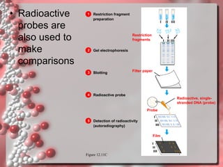 • Radioactive
probes are
also used to
make
comparisons

1

Restriction fragment
preparation

Restriction
fragments
2

Gel electrophoresis

3

Blotting

4

Radioactive probe

Filter paper

Radioactive, singlestranded DNA (probe)
Probe

5

Detection of radioactivity
(autoradiography)
Film

Figure 12.11C

 