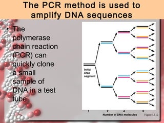 The PCR method is used to
amplify DNA sequences
• The
polymerase
chain reaction
(PCR) can
quickly clone
a small
sample of
DNA in a test
tube

Initial
DNA
segment

1

2
4
Number of DNA molecules

8
Figure 12.12

 