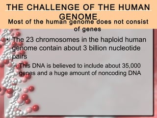 THE CHALLENGE OF THE HUMAN
GENOME
Most of the human genome does not consist
of genes

• The 23 chromosomes in the haploid human
genome contain about 3 billion nucleotide
pairs
– This DNA is believed to include about 35,000
genes and a huge amount of noncoding DNA

 