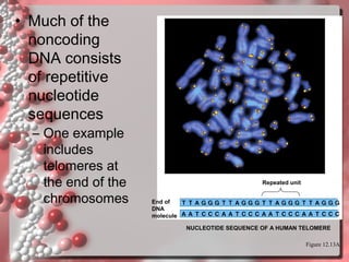 • Much of the
noncoding
DNA consists
of repetitive
nucleotide
sequences

– One example
includes
telomeres at
the end of the
chromosomes

Repeated unit
End of
DNA
molecule
NUCLEOTIDE SEQUENCE OF A HUMAN TELOMERE
Figure 12.13A

 