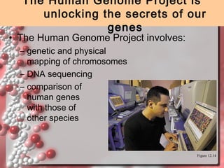 The Human Genome Project is
unlocking the secrets of our
genes

• The Human Genome Project involves:
– genetic and physical
mapping of chromosomes
– DNA sequencing
– comparison of
human genes
with those of
other species

Figure 12.14

 