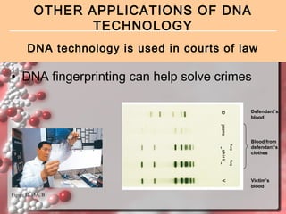 OTHER APPLICATIONS OF DNA
TECHNOLOGY
DNA technology is used in courts of law

• DNA fingerprinting can help solve crimes
Defendant’s
blood

Blood from
defendant’s
clothes

Victim’s
blood
Figure 12.15A, B

 