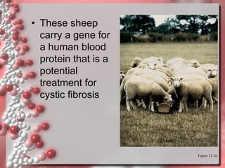 • These sheep
carry a gene for
a human blood
protein that is a
potential
treatment for
cystic fibrosis

Figure 12.16

 