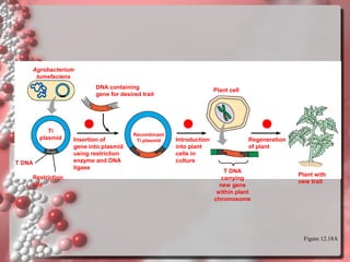 Agrobacterium
tumefaciens
DNA containing
gene for desired trait

1

Ti
plasmid

T DNA
Restriction
site

Insertion of
gene into plasmid
using restriction
enzyme and DNA
ligase

Plant cell

2
Recombinant
Ti plasmid

Introduction
into plant
cells in
culture

3

Regeneration
of plant

T DNA
carrying
new gene
within plant
chromosome

Plant with
new trait

Figure 12.18A

 