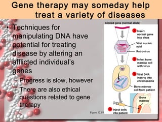 Gene therapy may someday help
treat a variety of diseases
Cloned gene (normal allele)

• Techniques for
manipulating DNA have
potential for treating
disease by altering an
afflicted individual’s
genes

1 Insert

normal gene
into virus
Viral nucleic
acid
Retrovirus
2 Infect bone

marrow cell
with virus

– Progress is slow, however
– There are also ethical
questions related to gene
therapy
Figure 12.19

3 Viral DNA

inserts into
chromosome
Bone marrow
cell from patient
Bone
marrow
4 Inject cells

into patient

 