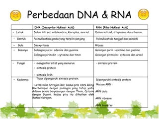 Perbedaan DNA & RNA
DNA (Deoxyribo Nukleat Acid) RNA (Ribo Nukleat Acid)
– Letak Dalam inti sel, mitokondria, kloroplas, senriol. Dalam inti sel, sitoplasma dan ribosom.
– Bentuk Polinukleotida ganda yang terpilin panjang Polinukleotida tunggal dan pendekl
– Gula Deoxyribosa Ribosa
– Basanya Golongan purin : adenine dan guanine
Golongan pirimidin : cytosine dan timin
Golongan purin : adenine dan guanine
Golongan pirimidin : cytosine dan urasil
– Fungsi – mengontrol sifat yang menurun
– sintesis protein
– sintesis RNA
– sintesis protein
– Kadarnya Tidak dipengaruhi sintesis protein.
Letak basa nitrogen dari kedua pita ADN saling
Bnerhadapan dengan pasangan yang tetap yaitu
Adenin selalu berpasangan dengan Timin, Cytosin
dengan Guanin. Kedua pita itu diikatkan oleh
ikatan hidrogen.
Dipengaruhi sintesis protein.
Macam ARN :
ARN duta
ARN ribosom
ARN transfer
 