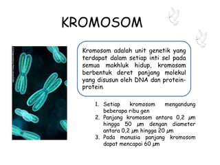 KROMOSOM
Kromosom adalah unit genetik yang
terdapat dalam setiap inti sel pada
semua makhluk hidup, kromosom
berbentuk deret panjang molekul
yang disusun oleh DNA dan protein-
protein.
1. Setiap kromosom mengandung
beberapa ribu gen
2. Panjang kromosom antara 0,2 µm
hingga 50 µm dengan diameter
antara 0,2 µm hingga 20 µm
3. Pada manusia panjang kromosom
dapat mencapai 60 µm
 