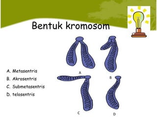 Bentuk kromosom
A. Metasentris
B. Akrosentris
C. Submetasentris
D. telosentris
A
B
C D
 