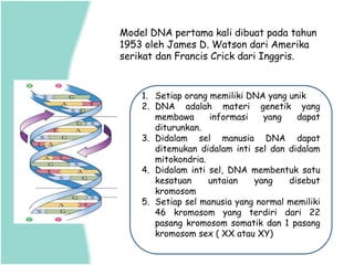 1. Setiap orang memiliki DNA yang unik
2. DNA adalah materi genetik yang
membawa informasi yang dapat
diturunkan.
3. Didalam sel manusia DNA dapat
ditemukan didalam inti sel dan didalam
mitokondria.
4. Didalam inti sel, DNA membentuk satu
kesatuan untaian yang disebut
kromosom
5. Setiap sel manusia yang normal memiliki
46 kromosom yang terdiri dari 22
pasang kromosom somatik dan 1 pasang
kromosom sex ( XX atau XY)
Model DNA pertama kali dibuat pada tahun
1953 oleh James D. Watson dari Amerika
serikat dan Francis Crick dari Inggris.
 