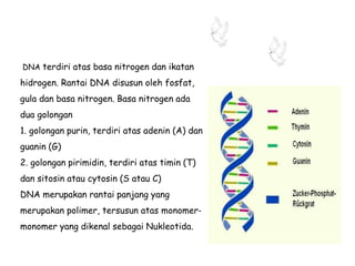 DNA terdiri atas basa nitrogen dan ikatan
hidrogen. Rantai DNA disusun oleh fosfat,
gula dan basa nitrogen. Basa nitrogen ada
dua golongan
1. golongan purin, terdiri atas adenin (A) dan
guanin (G)
2. golongan pirimidin, terdiri atas timin (T)
dan sitosin atau cytosin (S atau C)
DNA merupakan rantai panjang yang
merupakan polimer, tersusun atas monomer-
monomer yang dikenal sebagai Nukleotida.
 