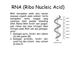 RNA (Ribo Nucleic Acid)
RNA merupakan salah satu macam
senyawa organik asam nukleat. Serta
merupakan rantai tunggal yang
rantainya lebih pendek dibanding
DNA. Rantai RNA terdiri dari pospat,
gula ribosa dan basa nitrogen. Basa
nitrogen pada RNA ada dua golongan,
yaitu :
1. Golongan purin, terdiri dari adenin
(A) dan guanin (B)
2. Golongan pirimidin, terdiri dari
urasil (u) dan sitosin atau cytosin
(S atau C)
 