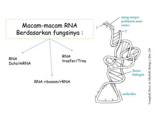 Macam-macam RNA
Berdasarkan fungsinya :
RNA
Duta/mRNA
RNA
trasfer/Trna
RNA ribosom/rRNA
 