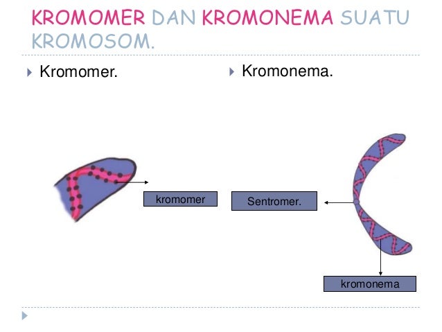 PRESENTASI BAB Substansi genetika KELAS 12 IPA BAB 