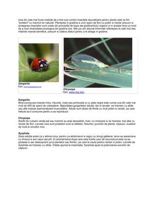 Una din cele mai bune metode de a tine sub control insectele daunatoare pentru plante este sa fim
"prieteni" cu inamicii lor naturali. Plantarea in gradina a unor speci de flori cu polen si nectar precum si
protejarea insectelor sunt unele din principiile de baza ale gradinaritului organic si in acelasi timp un mod
de a mari diversitatea ecologica din gradina dvs. Mai jos am adunat informatii referitoare la cele mai des
intalnite insecte benefice, precum si cateva sfaturi pentru a le atrage in gradina.




Gargarita
foto: www.freedigitalphotos.net
                                            Chrysopa
                                            foto: www.uky.edu


Gargarita
Bine-cunoscuta insecta mica, rotunda, rosie sau portocalie si cu pete negre este numai una din cele mai
mult de 400 de specii de coleoptere. Majoritatea gargaritelor adulte, dar si larvele, se hranesc cu afide
sau alte insecte asemanatoare musculitelor. Adultii sunt atrasi de florile cu mult polen si nectar, pe care
trebuie sa il consume pentru a se reproduce.

Chrysopa
Adultii de culoare verde-pal sau maronii au aripi deosebite, mari, cu vinisoare si se hranesc mai ales cu
nectar de flori. Larvele insa sunt pradatori avizi ai afidelor, fluturilor, puricilor de plante, tripsului, oualelor
de molii si omizilor mici.

Syrphida
Gaza adulta arata ca o albina mica, pentru ca abdomenul e negru cu dungi galbene; larva se aseamana
cu limaxul si are capul ascutit. O caracteristica dupa care este foarte usor de recunoscut este ca ea
pluteste in aer deasupra/in jurul plantelor sau florilor, pe care le cauta pentru nectar si polen. Larvele de
Syrphida se hranesc cu afide. Odata ajunsa la maturitate, Syrphida ajuta la polenizarea soiurilor de
capsuni.
 