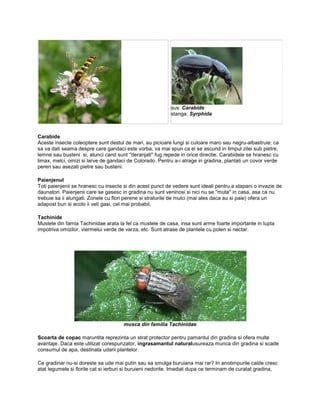 sus: Carabide
                                                           stanga: Syrphida



Carabide
Aceste insecte coleoptere sunt destul de mari, au picioare lungi si culoare maro sau negru-albastruie; ca
sa va dati seama despre care gandaci este vorba, va mai spun ca ei se ascund in timpul zilei sub pietre,
lemne sau busteni si, atunci cand sunt ''deranjati'' fug repede in orice directie. Carabidele se hranesc cu
limax, melci, omizi si larve de gandaci de Colorado. Pentru a-i atrage in gradina, plantati un covor verde
peren sau asezati pietre sau busteni.

Paianjenul
Toti paienjenii se hranesc cu insecte si din acest punct de vedere sunt ideali pentru a stapani o invazie de
daunatori. Paienjenii care se gasesc in gradina nu sunt veninosi si nici nu se ''muta'' in casa, asa ca nu
trebuie sa ii alungati. Zonele cu flori perene si straturile de mulci (mai ales daca au si paie) ofera un
adapost bun si acolo ii veti gasi, cel mai probabil.

Tachinide
Mustele din famia Tachinidae arata la fel ca mustele de casa, insa sunt arme foarte importante in lupta
impotriva omizilor, viermelui verde de varza, etc. Sunt atrase de plantele cu polen si nectar.




                                      musca din familia Tachinidae

Scoarta de copac maruntita reprezinta un strat protector pentru pamantul din gradina si ofera multe
avantaje. Daca este utilizat corespunzator, ingrasamantul naturalusureaza munca din gradina si scade
consumul de apa, destinata udarii plantelor.

Ce gradinar nu-si doreste sa ude mai putin sau sa smulga buruiana mai rar? In anotimpurile calde cresc
atat legumele si florile cat si ierburi si buruieni nedorite. Imediat dupa ce terminam de curatat gradina,
 
