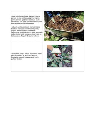 - taiati tulpnile uscate ale plantelor perene
pana la nivelul solului dupa primul inghet,
pentru a nivela gradina si a inlatura ouale
daunatorilor sau sporii purtatori de boli; puteti
lasa netaiate tulpinile interesante.

- adunati partile uscate ale plantelor ca sa
faceti din ele ingrasamant natural pentru
gradina dumneavoastra. Gramezile
de frunze si tulpini uscate pot ucide semintele
de buruieni si bolile patogene, insa in ele nu
trebuie sa se afle parti de plante bolnave.




- indepartati foliajul bolnav al plantelor mereu
verzi si al tufelor, si aruncati-l la gunoi.
Greblati si aruncati ingrasamantul vechi,
purtator de boli.
 