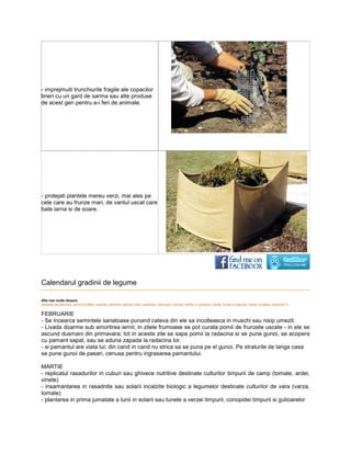 - imprejmuiti trunchiurile fragile ale copacilor
tineri cu un gard de sarma sau alte produse
de acest gen pentru a-i feri de animale.
                         i




- protejati plantele mereu verzi, mai ales pe
cele care au frunze mari, de vantul uscat care
bate iarna si de soare.




Calendarul gradinii de legume

Afla mai multe despre:
distanta de plantare, pomi fructiferi, spanac, seminte, sfecla rosie samanta, patrunjel, lumina, hartie, in gradina, verde, fructe si legume, toate, incaperi, seminte in
                                                               rosie,                                                                                incaperi

FEBRUARIE
- Se incearca semintele sanatoase punand cateva din ele sa incolteasca in muschi sau nisip umezit.
- Livada doarme sub amortirea iernii; in zilele frumoase se pot curata pomii de frunzele uscate - in ele se
                          ortirea
ascund dusmani din primavara; tot in aceste zile se sapa pomii la radacina si se pune gunoi, se acopera
cu pamant sapat, sau se aduna zapada la radacina lor.
- si pamantul are viata lui; din cand in cand nu strica sa se puna pe el gunoi. Pe straturile de langa casa
            l
se pune gunoi de pasari, cenusa pentru ingrasarea pamantului.

MARTIE
- replicatul rasadurilor in cuburi sau ghivece nutritive destinate culturilor timpurii de camp (tomate, ardei,
vinete)
- insamantarea in rasadnite sau solarii incalzite biologic a legumelor destinate culturilor de vara (varza,
tomate)
- plantarea in prima jumatate a lunii in solarii sau tunele a verzei timpurii, conopidei timpurii si gulioarel
                                                                                                     gulioarelor
 