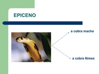 EPICENO


          a cobra macho




          a cobra fêmea
 