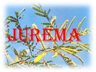 Jurema
 