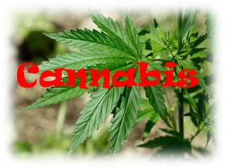 Cannabis
 