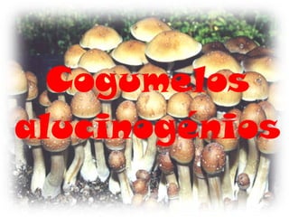 Cogumelos
alucinogénios
 