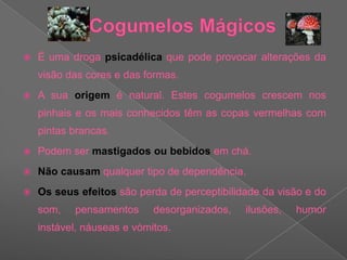Cogumelos MágicosÉ uma droga psicadélica que pode provocar alterações da visão das cores e das formas. A sua origem é natural. Estes cogumelos crescem nos pinhais e os mais conhecidos têm as copas vermelhas com pintas brancas. Podem ser mastigados ou bebidos em chá. Não causam qualquer tipo de dependência. Os seus efeitos são perda de perceptibilidade da visão e do som, pensamentos desorganizados, ilusões, humor instável, náuseas e vómitos.