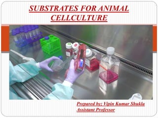Prepared by; Vipin Kumar Shukla
Assistant Professor
SUBSTRATES FOR ANIMAL
CELLCULTURE
 