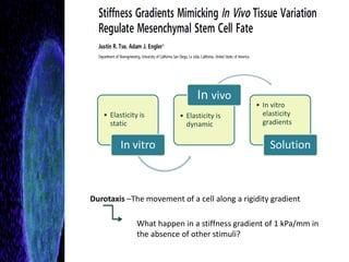 Cell Rigidity Substrate stiffness and cell fate | PDF
